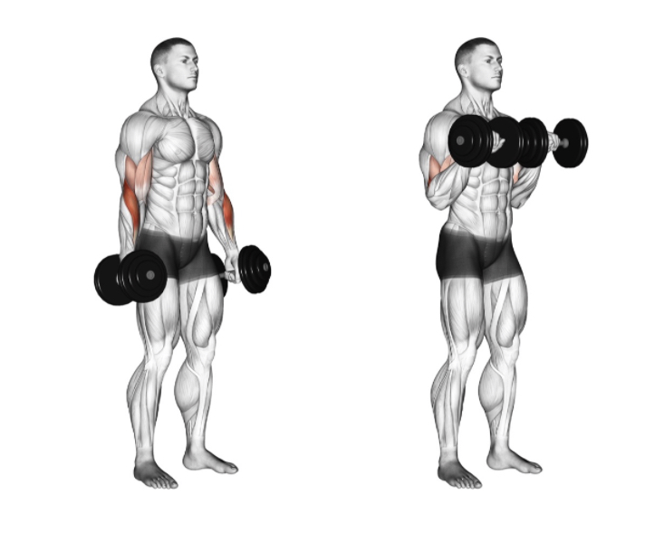 Reverse Curl (Dumbbell) --- image unavailable