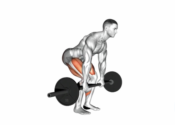 Deadlift (barbell) --- image unavailable