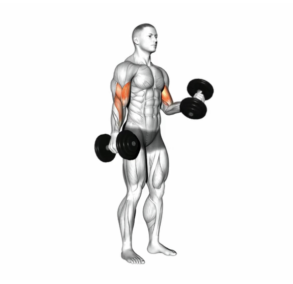 Bicep Curl (Dumbbell) --- image unavailable