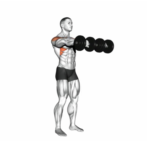 Front Raise (Dumbbell) --- image unavailable