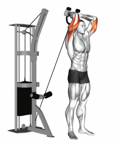 Tricep Extension (Cable high) --- image unavailable