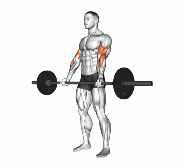 Bicep Curl (Barbell) --- image unavailable