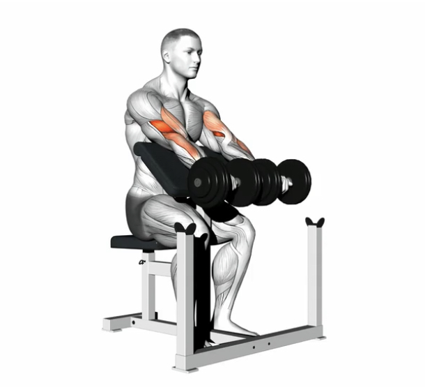 Preacher curl  (Dumbbell) --- image unavailable