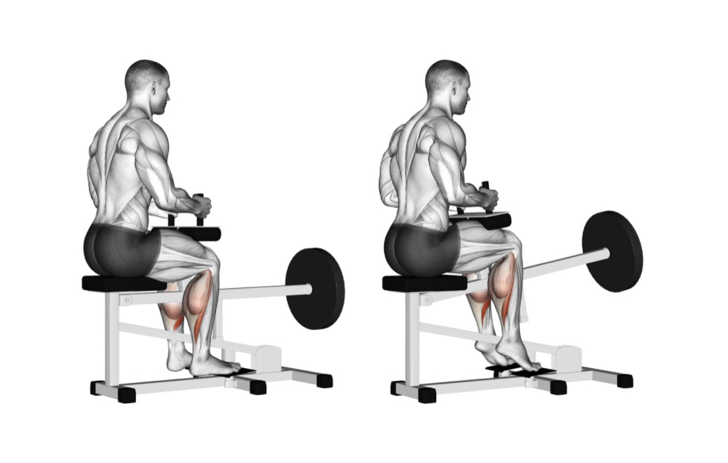 Seated calf raises (Plate loaded) --- image unavailable