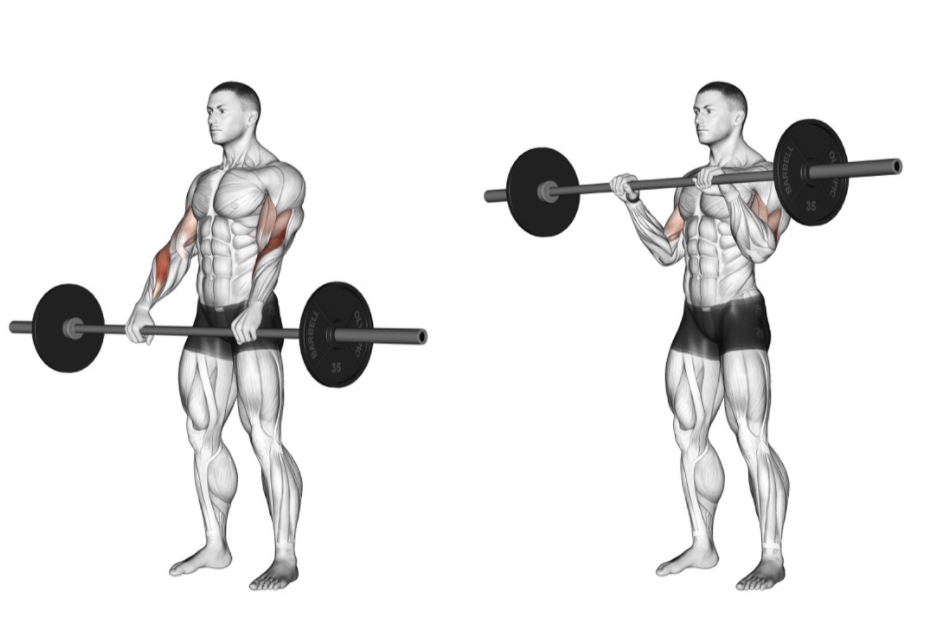 Reverse Curl (Barbell) --- image unavailable