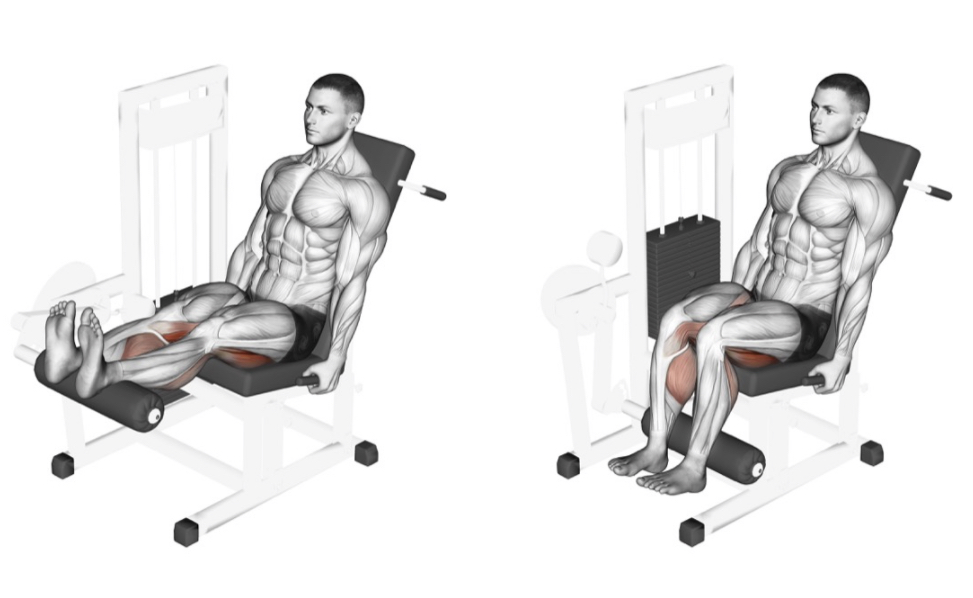 Seated Leg Curl --- image unavailable