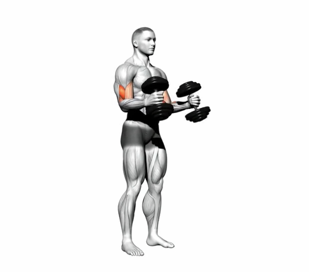 Hammer Curl (Dumbbell) --- image unavailable