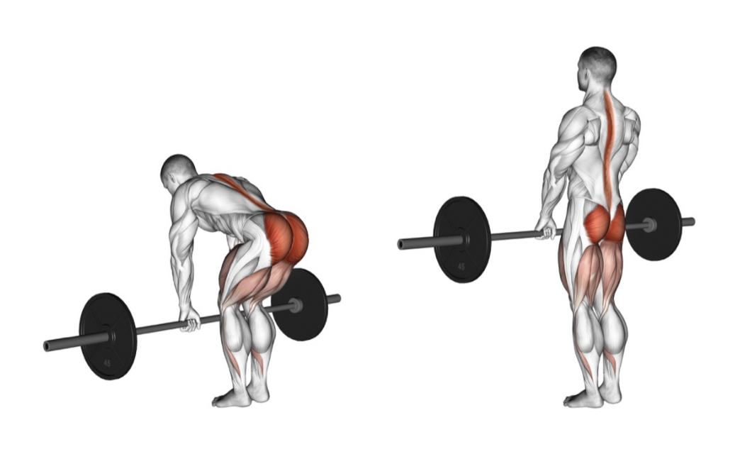 Romanian deadlift (RDL) --- image unavailable