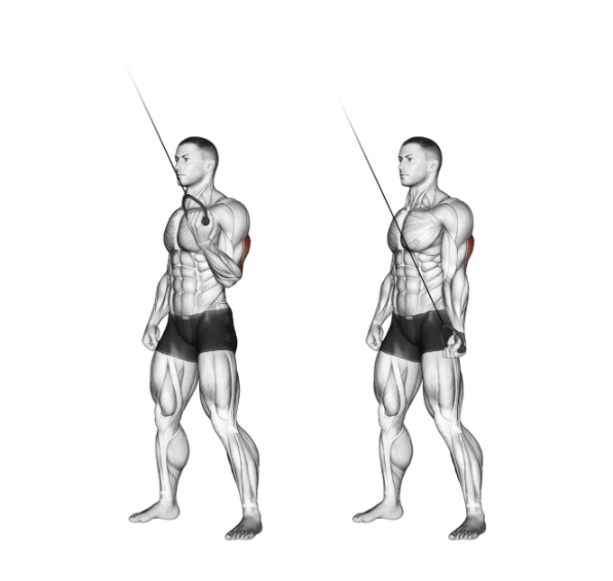 Tricep Extension --- image unavailable