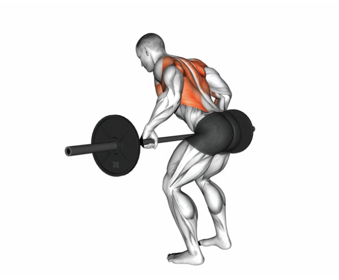 Bent Over Row (Barbell) --- image unavailable