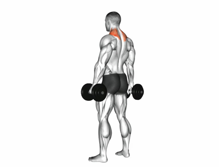 Shrug (Dumbbell) --- image unavailable