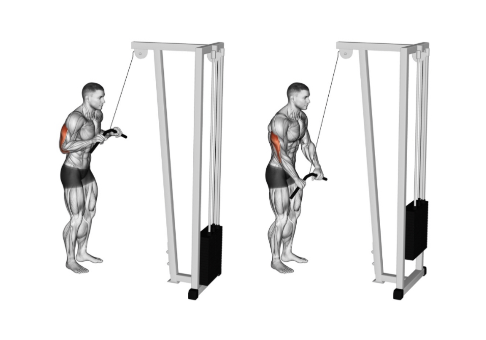 Tricep pushdown (straight bar) --- image unavailable