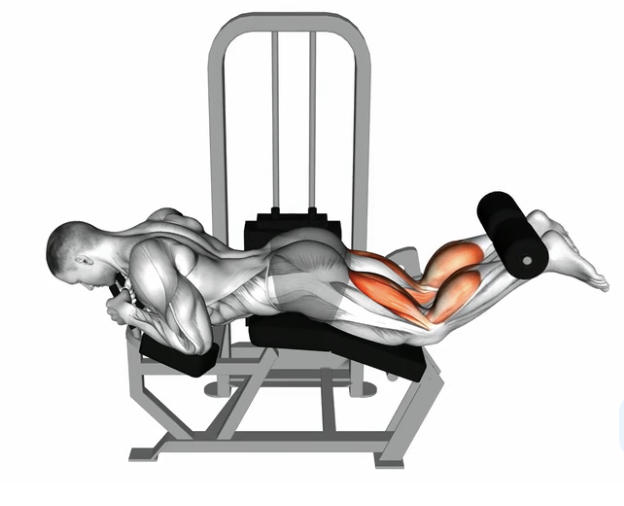 Lying Leg Curl --- image unavailable