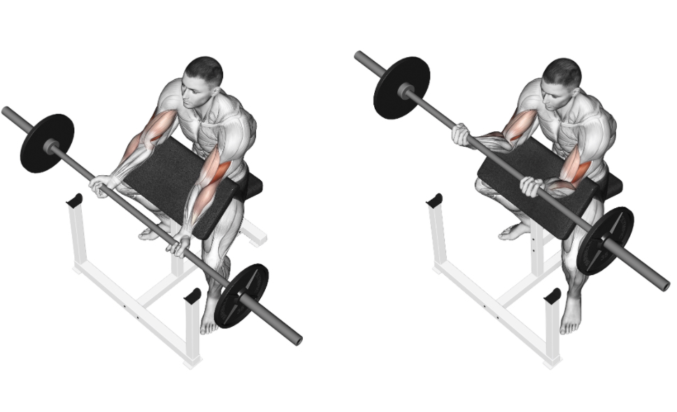 Preacher Curl (Barbell) --- image unavailable