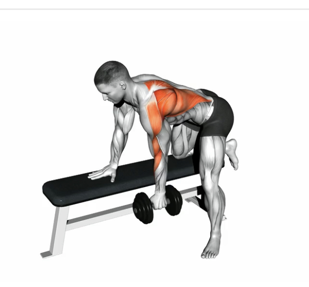 Bent Over Row (Dumbbell) --- image unavailable